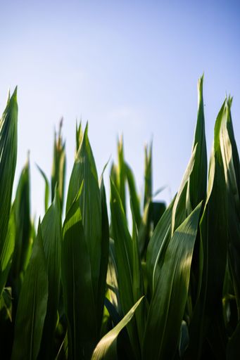 A vibrant scene of corn leaves growing under a bright blue sky