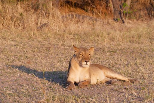 A majestic lion is lying in a grassy meadow in Chobe National Park, Botswana