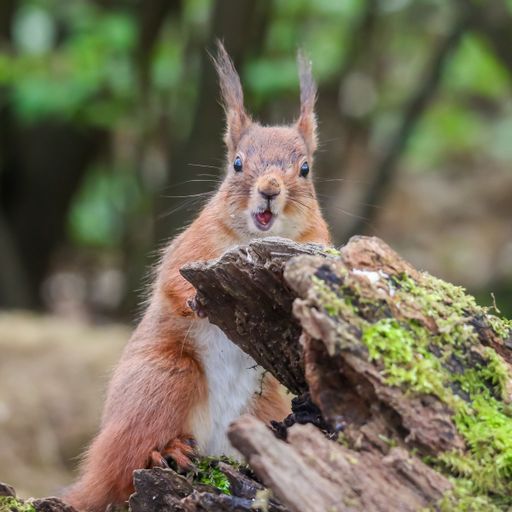 A European red squirrel (Sciurus vulgaris ognevi) standing with its mouth open