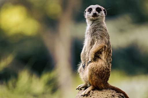 A cute, small Meerkat perched atop a rocky outcrop in a lush grassy field