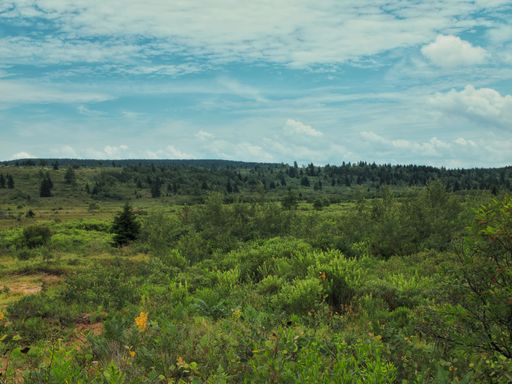 A scenic view of a green field in Dolly Sods, West Virginia