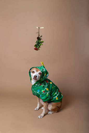 Adorable Chihuahua in a festive Christmas green sweater sitting under a mistletoe