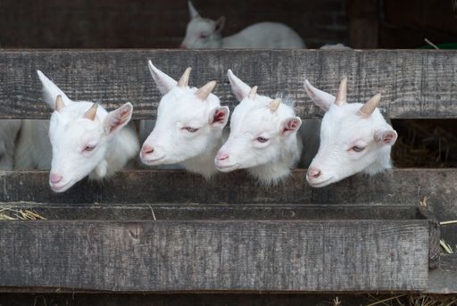 The four white cute goats in the stall