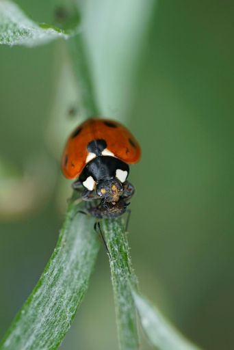 Natural vertical closeup on a seven-spotted ladybird , Coccinella septempunctata , eating an aphid