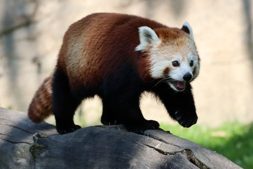 A closeup of a Red Panda (Ailurus fulgens) on a rocky surface on a sunny day