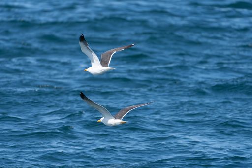 A closeup of two seagulls flying over the sea on a sunny day