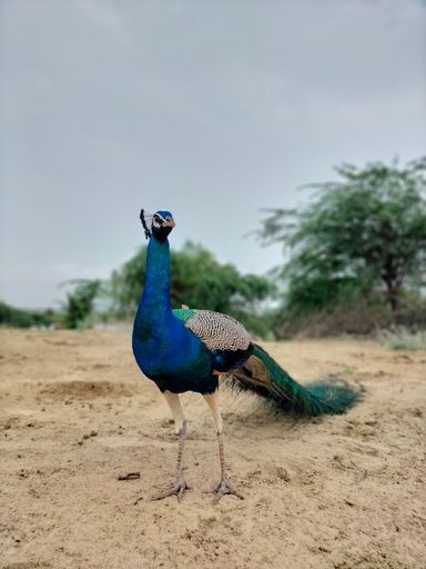 A majestic peacock striding across an earthy field, with trees in the distant background