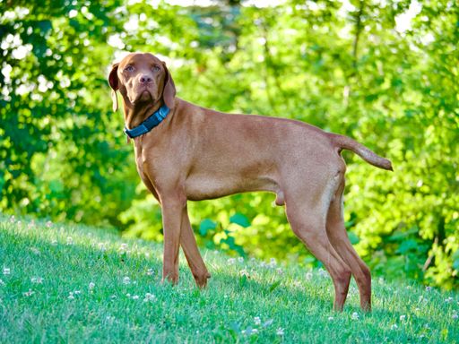 A Vizsla standing in a green meadow.