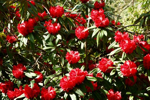 A closeup shot of beautiful red Rhododendron flowers