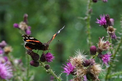Natural closeup on a red Admiral butterfly, Vanessa atalanta sitting on a purple thistle flower