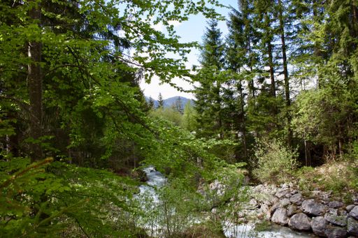 A beautiful green forest with a river and green trees during daytime