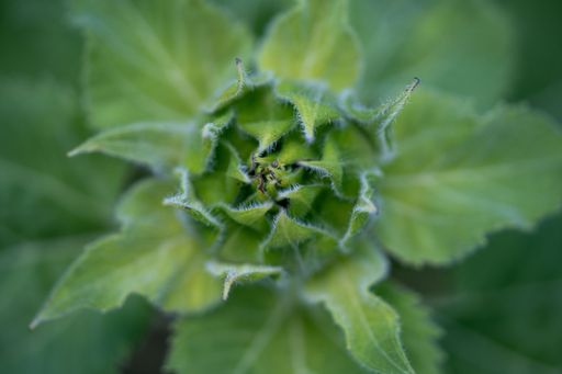 A closeup of green tendrils of a fresh sunflower