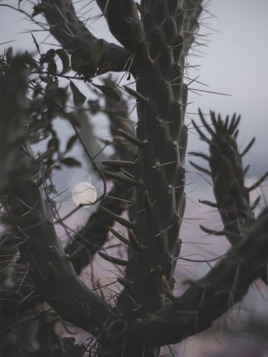 A vertical closeup of a cactus plant, outdoors
