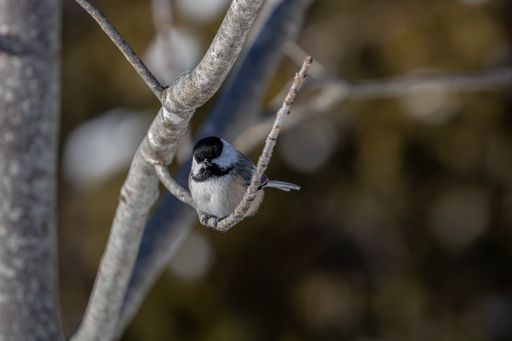 A closeup shot of a beautiful carolina chickadee resting on the branch with a blurred background