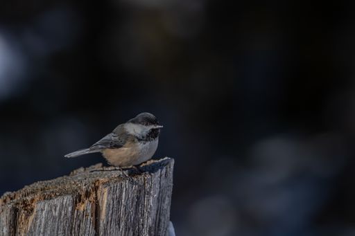 A closeup shot of a beautiful carolina chickadee resting on the log with a blurred background