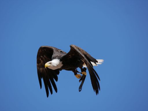 A closeup of a majestic  eagle soaring through the air against a bright blue sky