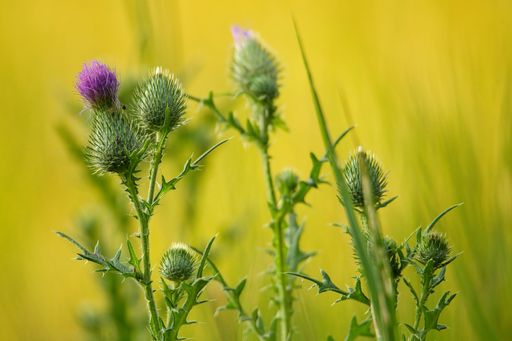 A selective focus shot of purple thistle flowers and buds on a field