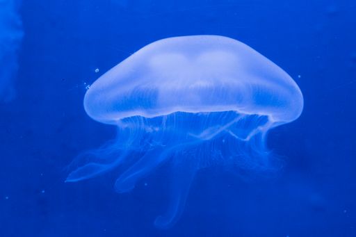 A closeup shot of a huge jellyfish in the ocean