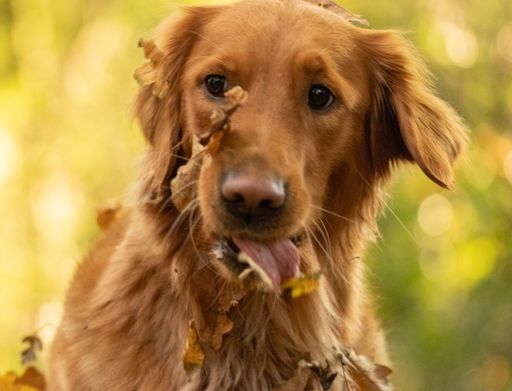 A closeup shot of a cute brown golden retriever dog catching dry autumn leaves