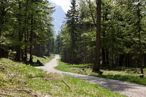 A narrow pathway in a forest surrounded by beautiful green trees
