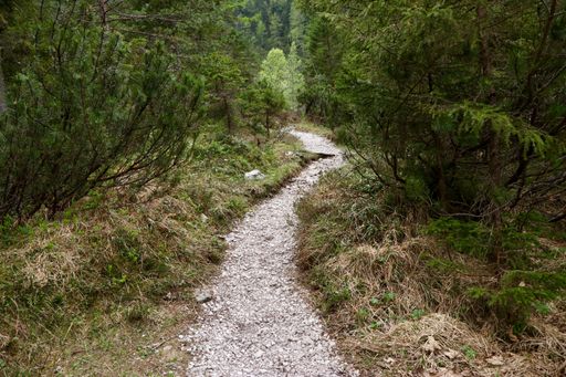 A narrow pathway in a forest surrounded by beautiful green trees