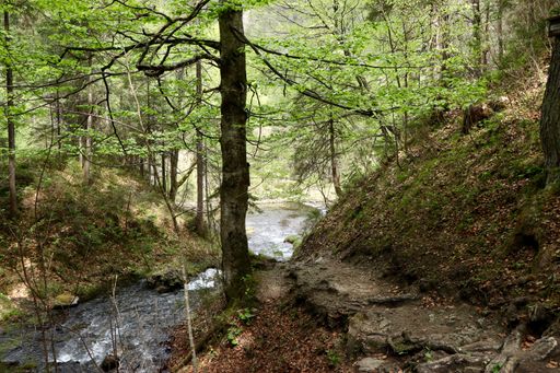 A narrow river in a forest surrounded by beautiful green trees