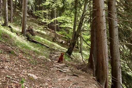 A lonely golden retriever dog sitting on the path near tall trees in a forest