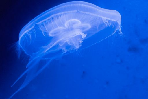 A closeup shot of a huge jellyfish in the ocean