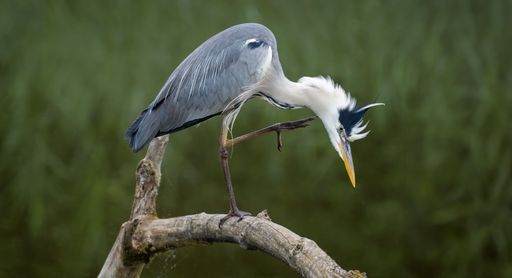 A majestic gray heron perched on a branch over a lake