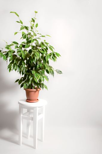 A calm and serene atmosphere is created by a small potted plant sitting atop a wooden table