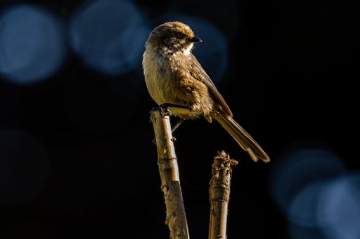 A closeup shot of an American bushtit on a branch. Psaltriparus minimus. North Cowichan.
