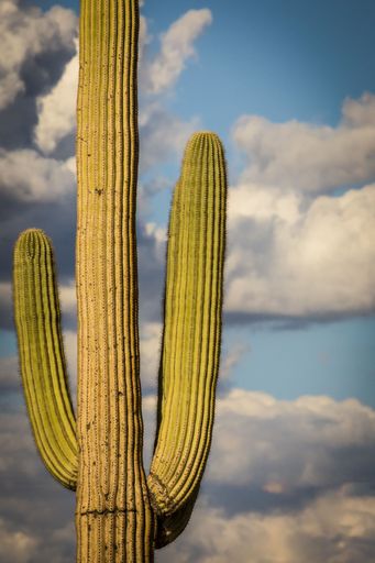 A solitary saguaro cactus stands tall against a cloudy sky