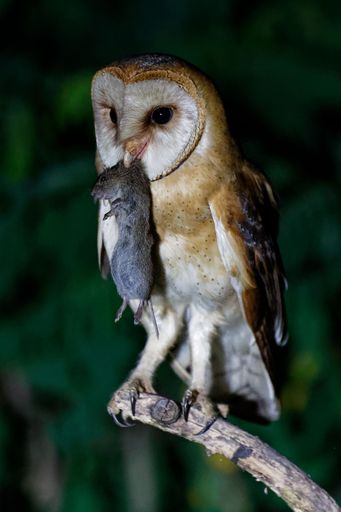 A majestic owl perched on a tree branch holding a freshly-caught mouse in its beak.