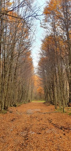 A vertical shot of a park in autumn with golden leaves on trees and on the ground