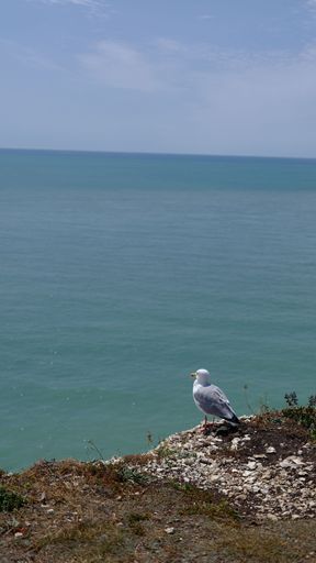 A vertical of a seagull perched on a cliff against the sea