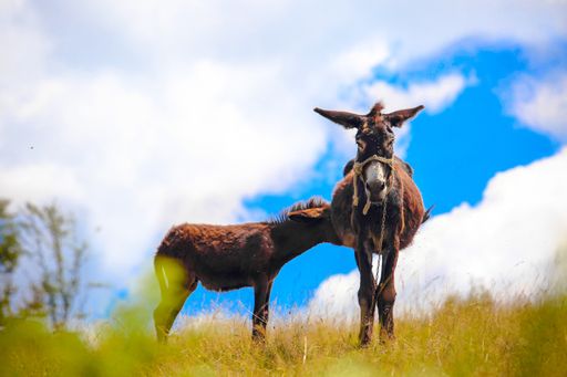 A closeup shot of two donkeys in a field with dried grass and blue sky in the background