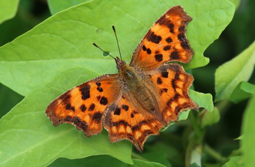 A closeup shot of a comma butterfly on a leaf.
