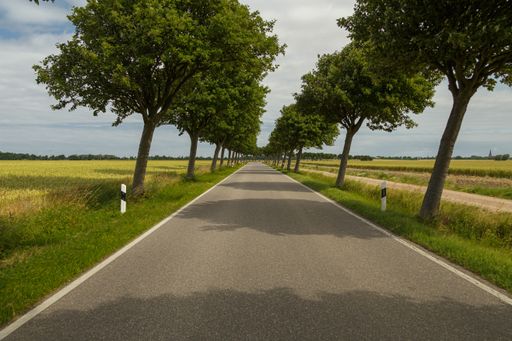 A shot of a road with trees on sides