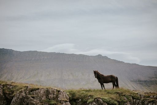 A brown horse standing on a rocky hill with high mountains in the background