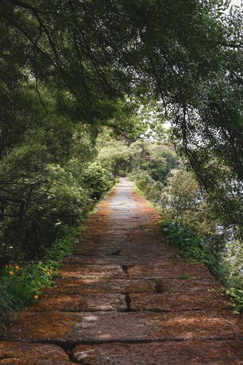 A vertical shot of a weathered concrete pathway surrounded by forest trees