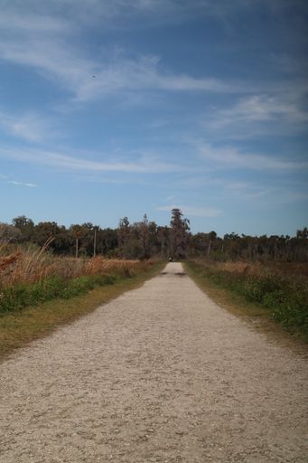 A vertical shot of a road leading to the forest under the pure blue sky