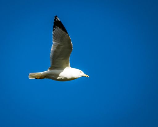 A beautiful shot of seagull flying on a blue sky