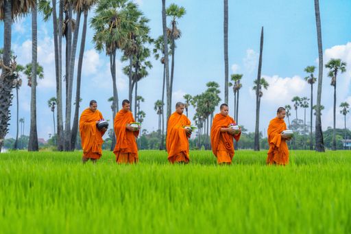 Buddhist monks going about with alms bowl to receive food from people in morning across rice field with palm trees to village in Thailand