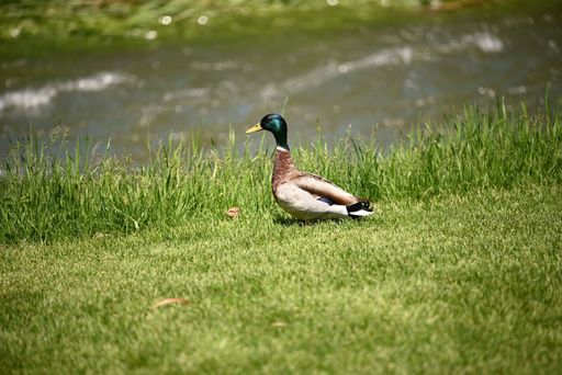 A mallard duck ambles leisurely along the grassy riverbank in the bright daylight.