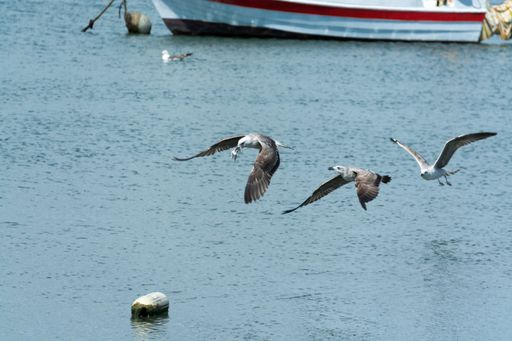 A beautiful shot birds flying over the seawater