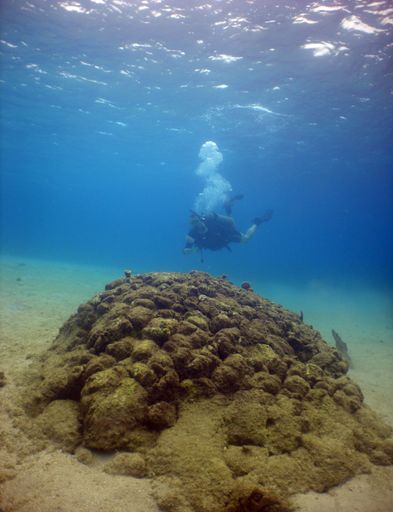 A man scuba diving to explore the undersea shoals