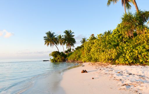 A gorgeous sunset scene on the shore of a tropical beach with palm trees and bushes