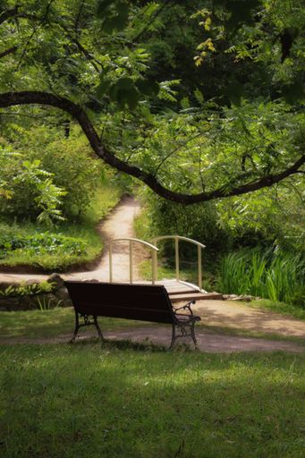 A bench in the morning garden under a tree surrounded by a pond and bushes.