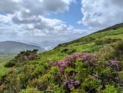 A beautiful landscape featuring rolling hills and lush green vegetation, with vibrant wildflowers in the foreground
