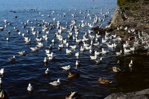 A flock of ducks and seagulls swimming in a lake near the shoreline